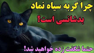 چرا گربه سیاه نماد بد شانسی است؟ دانستنی ها - دانستنی های جالب - دانستنی های روز