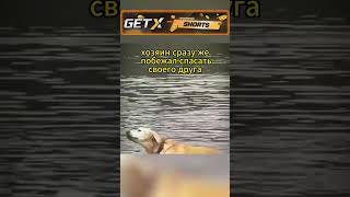 Его пес чуть не утонул, но мужчина спас его #shorts