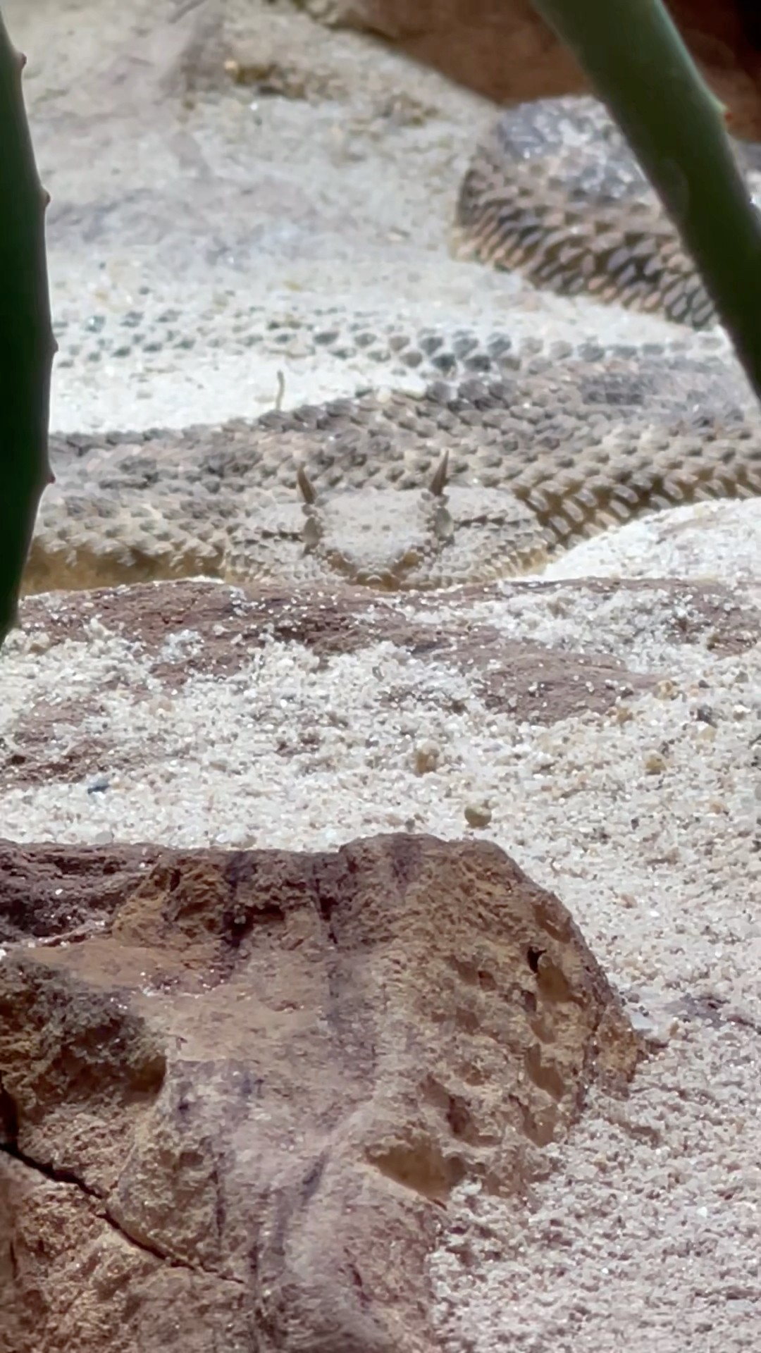 Snake With an Insane Camouflage
