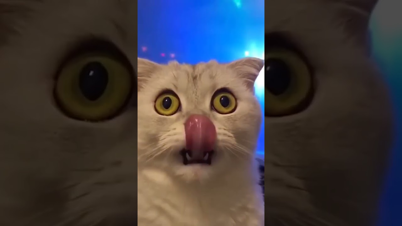 #funny  #cat  and #dog  compilation (can can version) #reels #reel #cats #funnyshorts #funnyvideo