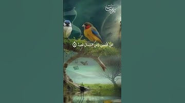 تلاوة خاشعه بصوت جميل جداً للقارئ تامر فرحات