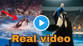 Download Lagu jessica radcliffe video | jessica radcliffe orca attack |Jessica Radcliffe Video | jessica radcliffe MP3 Download Lagu jessica radcliffe video | jessica radcliffe orca attack |Jessica Radcliffe Video | jessica radcliffe MP3