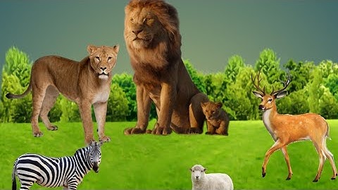 Lion Games Animal Hunting Simulator 3D | Android Gameplay