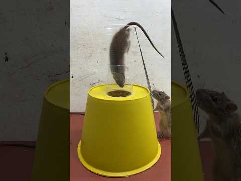 Easy mousetrap /