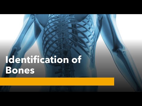 Identification of bones - YouTube