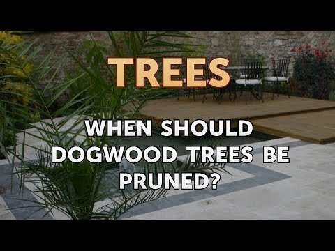 When Should Dogwood Trees Be Pruned?