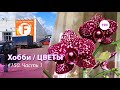 190#150 / Хобби-Цветы / 08.2019 - Floreville (ФЛОРЭВИЛЬ. МОСКВА). ЧАСТЬ 1