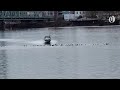 Video shows boat charging sea lions on Columbia River; authorities reportedly investigating