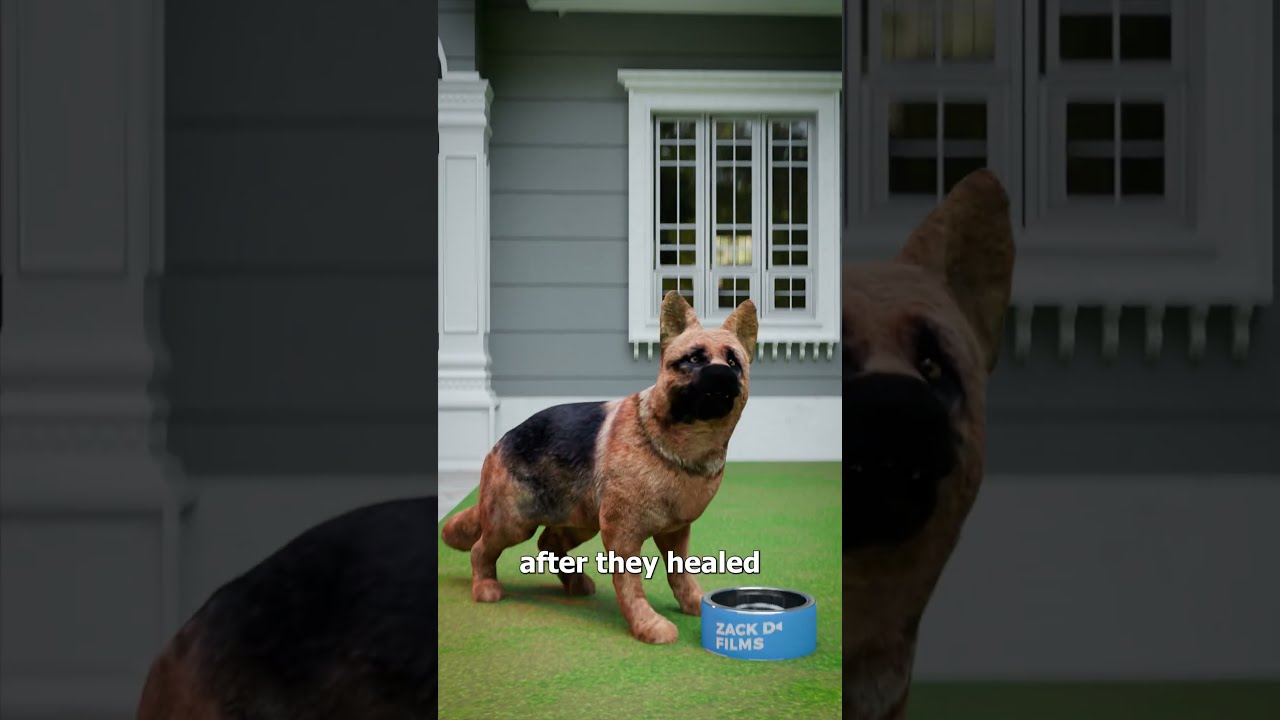 Why You Shouldn T Debark Your Dog 