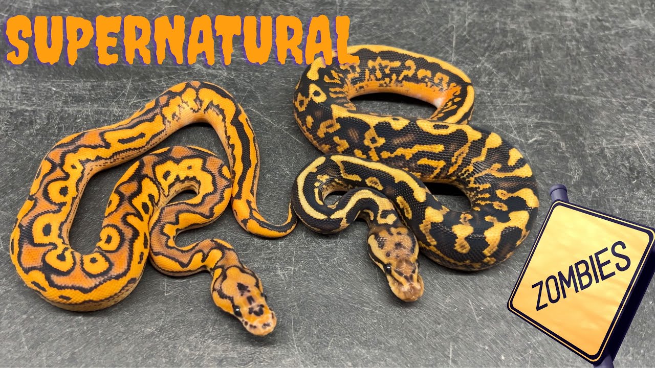 Мы вылупили змей прямо из могилы... Специальный выпуск к Хэллоуину