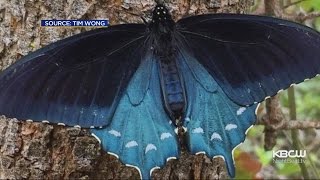 Academy of Sciences Biologist Reviving Rare Butterfly In Native San Francisco Habitat