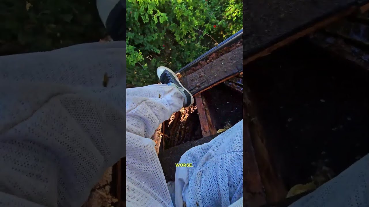 Very Aggressive Bee Colony Bees Nature Shorts