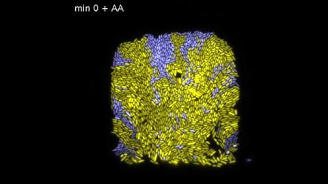 Microfluidic device for single-cell imaging: fluorescent images 24h experiment