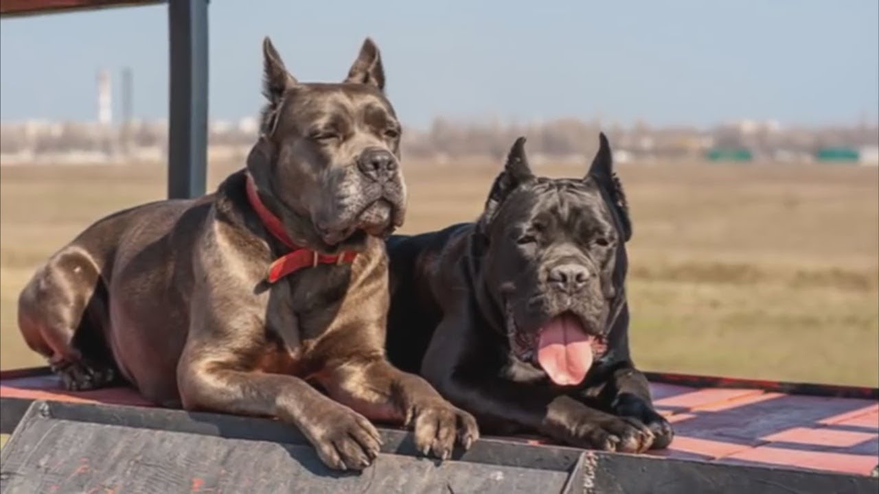 Cane Corso - Great Family Guardian 