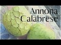 Ma dai! 48+  Fatti su  Cherimoya Come Si Mangia: Jo malone london tropical cherimoya cologne.