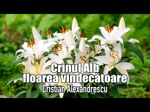 Video: Scopul Medicinal Al Crinului