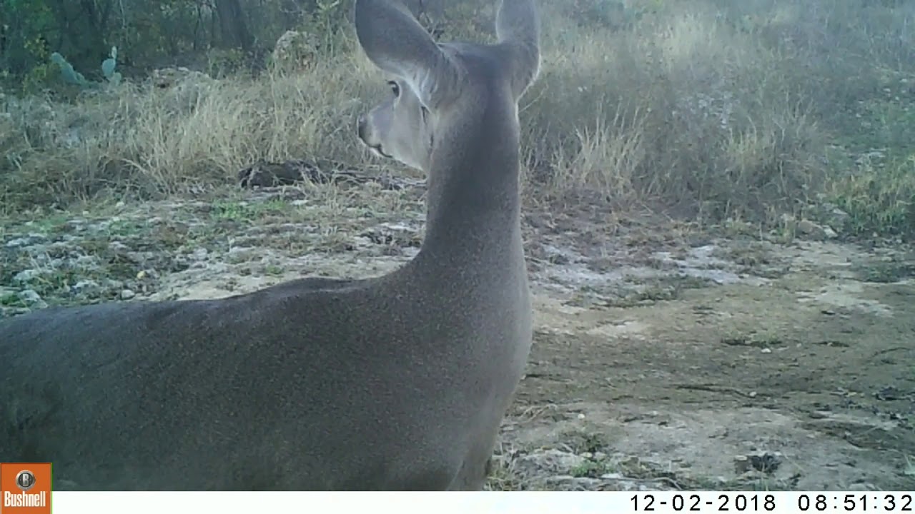 coyotes don edwards Texas Trail Cams Compilation December 16, 2018