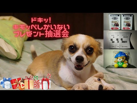 ドキッ！キモッペしかいない🦊第一回登録者さん限定プレゼント抽選会