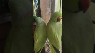 indian ringnecks parrot talking #viral #funnyanimal #talkingparot