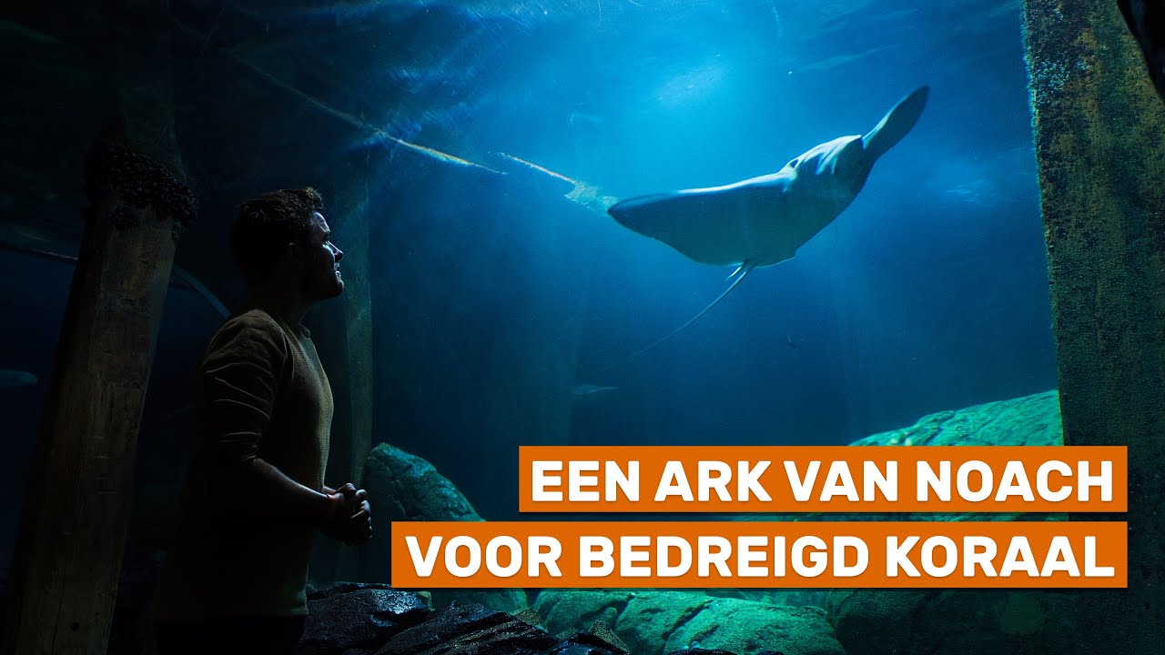 Het grootst koraalrif van Europa in Burgers' Zoo