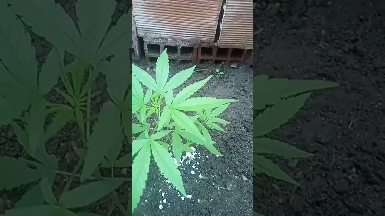 Natural Sativa🌍🌵