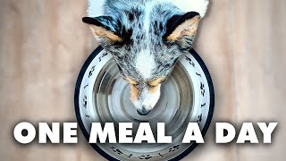 Why One Meal A Day Can Extend Your Dog's Life by Paws of Prey 34,323 views 1 year ago 7 minutes, 2 seconds