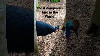 cassowary😳 #shorts #short #subscribe #sub #youtube #youtuber #birds #wildlife #dangerous #wow #omg