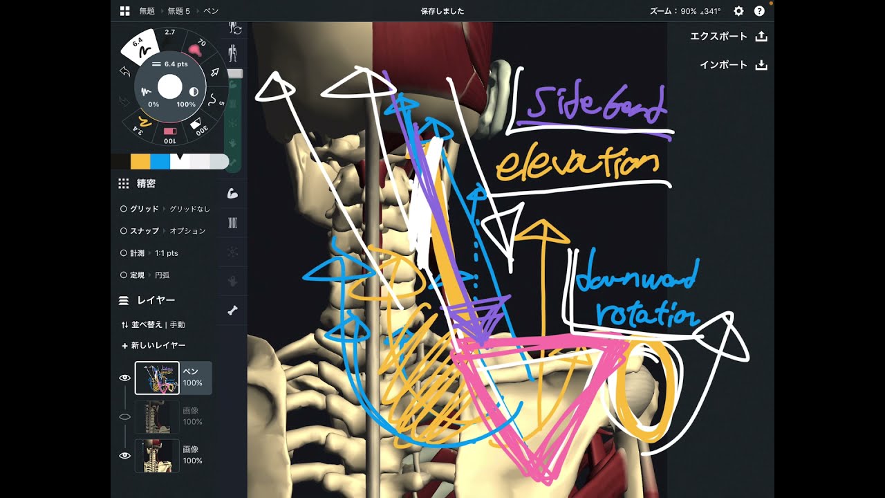 Anatomy and function of lavator scapulae (English)