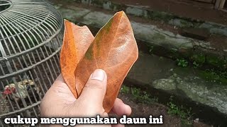 Rahasia Menambah Stamina Ayam Bangkok Agar Tetap Joss. 