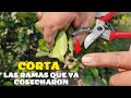 La importancia de cortar las ramas de tu limonero que ya cosecharon