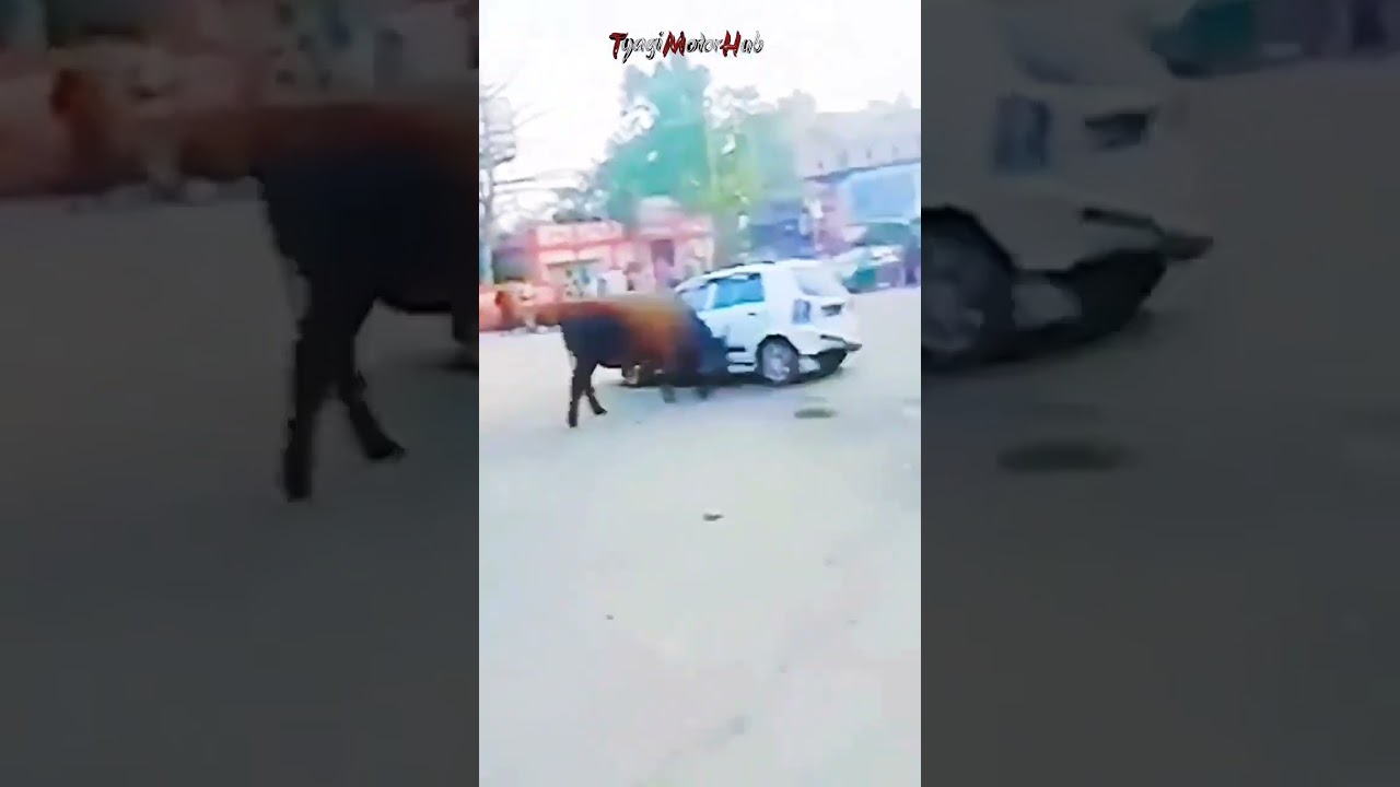 car vs bull 😂