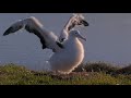 Long Wings Make Preening Hard! Young Albatross Chases Wings In New Zealand | July 22, 2025