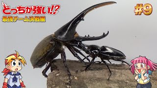 【どっちが強い!?】昆虫バトル ヘラクレスオオカブトvsタランドゥスオオツヤクワガタ【図鑑GET!】に登場する昆虫同士の戦いだ