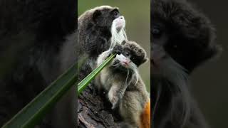 Baby Monkey Bingo Sweet Emperor Tamarin