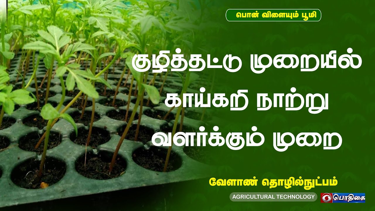 குழித்தட்டு முறையில் காய்கறி நாற்று வளர்க்கும் முறை   | வேளாண் தொழில்நுட்பம்