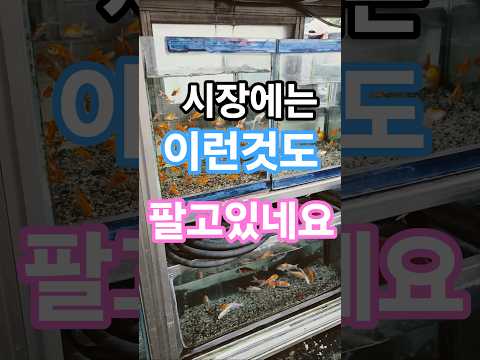 이쁜것들이,데려가같이놀자하는것같아요,집에서한번씩키워보세요,