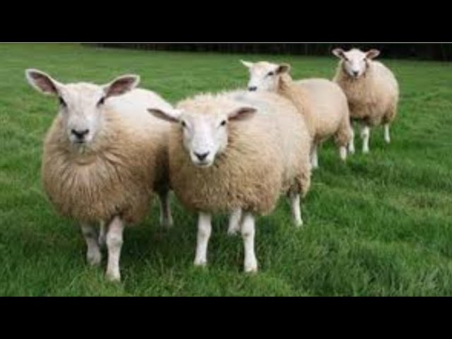 Saunada erotik chomilish (foto va video) Bodibildingda porno aktrisa