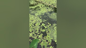 Nuôi ốc bươu đen, ốc nhồi nên trồng thuỷ sinh gì ? #ocbuouden #hieuthuysan #ốcgiống