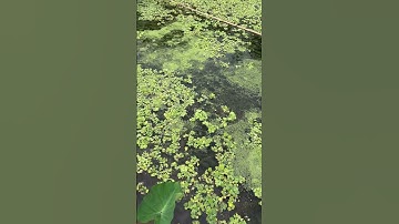 Nuôi ốc bươu đen, ốc nhồi nên trồng thuỷ sinh gì ? #ocbuouden #hieuthuysan #ốcgiống