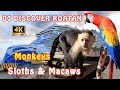 【4K】DISCOVER ROATAN - Monkeys * Sloths and Macaws * NCL Viva *  Day 3