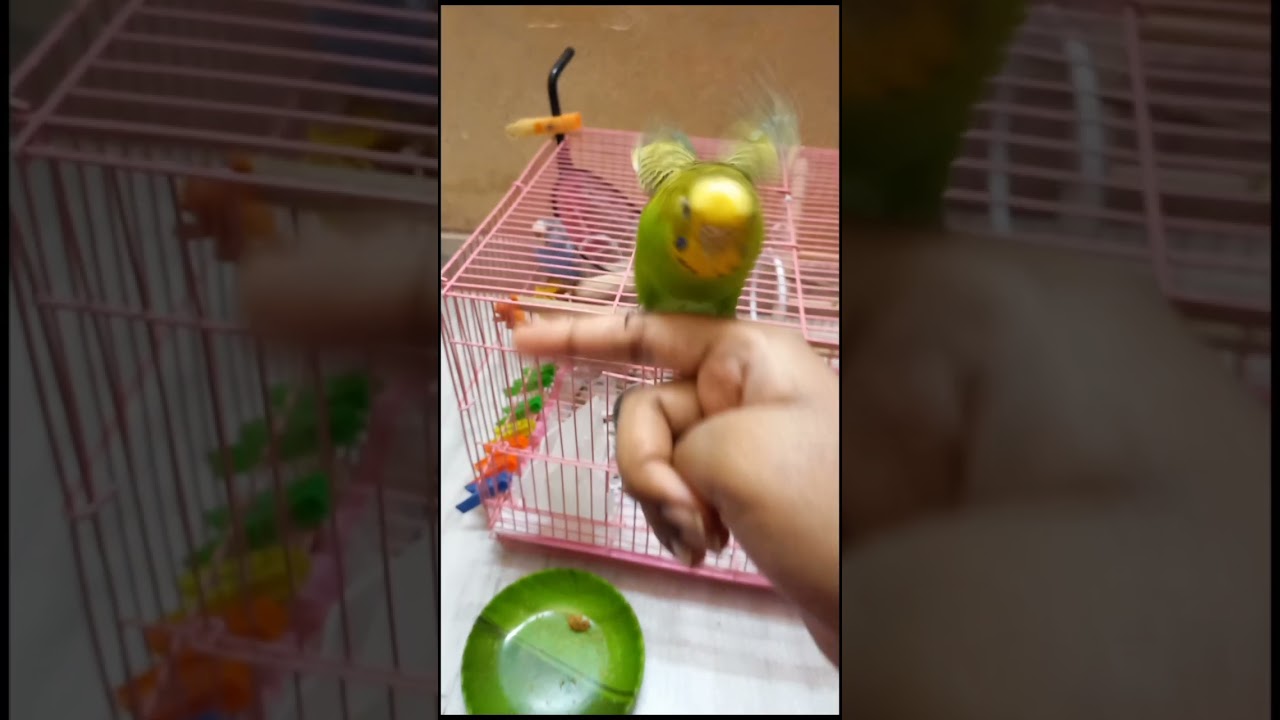 Grassy's flight jump😍