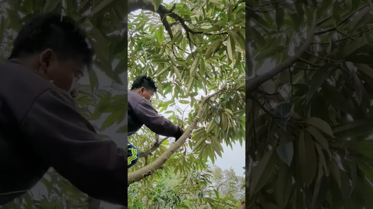 Durian Tree Pruning: Essential Steps for Healthy Fruit Production"