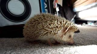 Hedgehog tries to pull up my carpet.