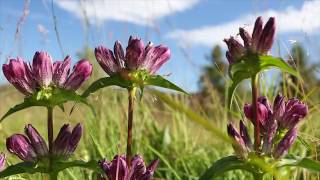 Bude Od 1.6. 2017 Možné Procházet Šumavu Volně A Podívat Se Úplně Všude?