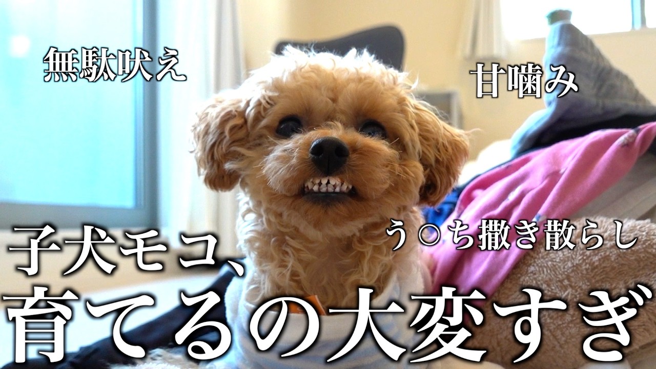 甘えん坊な子犬トイプードルのドタバタすぎる1週間に密着。 - YouTube