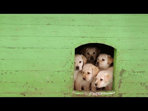 Video: Deze belangrijke stad heeft een verbod ingesteld op dierenwinkels die niet-geredde honden en katten verkopen