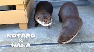 カワウソコタローとハナ 初めてのバルコニーに緊張する　Otter Kotaro&Hana First Time on The Balcony