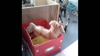 My Easter Breyer Barn Tpur 2014
