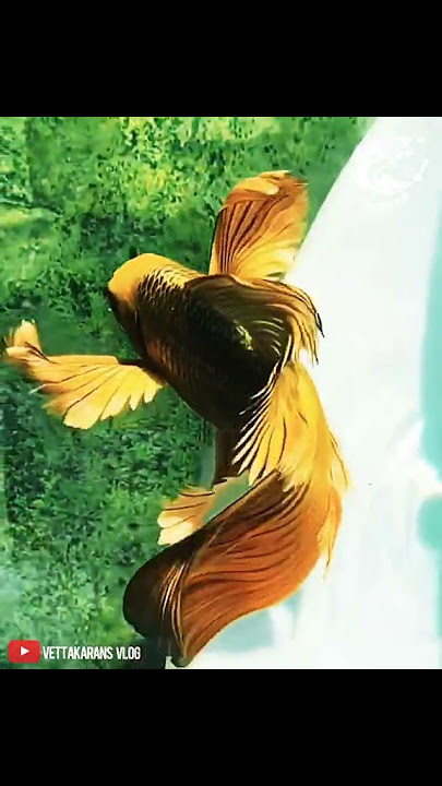 butterfly Koi carp one of most beautiful fishes