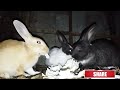 Cute Bunny Video With Relaxing Piano Music |Soothing Music For Stress